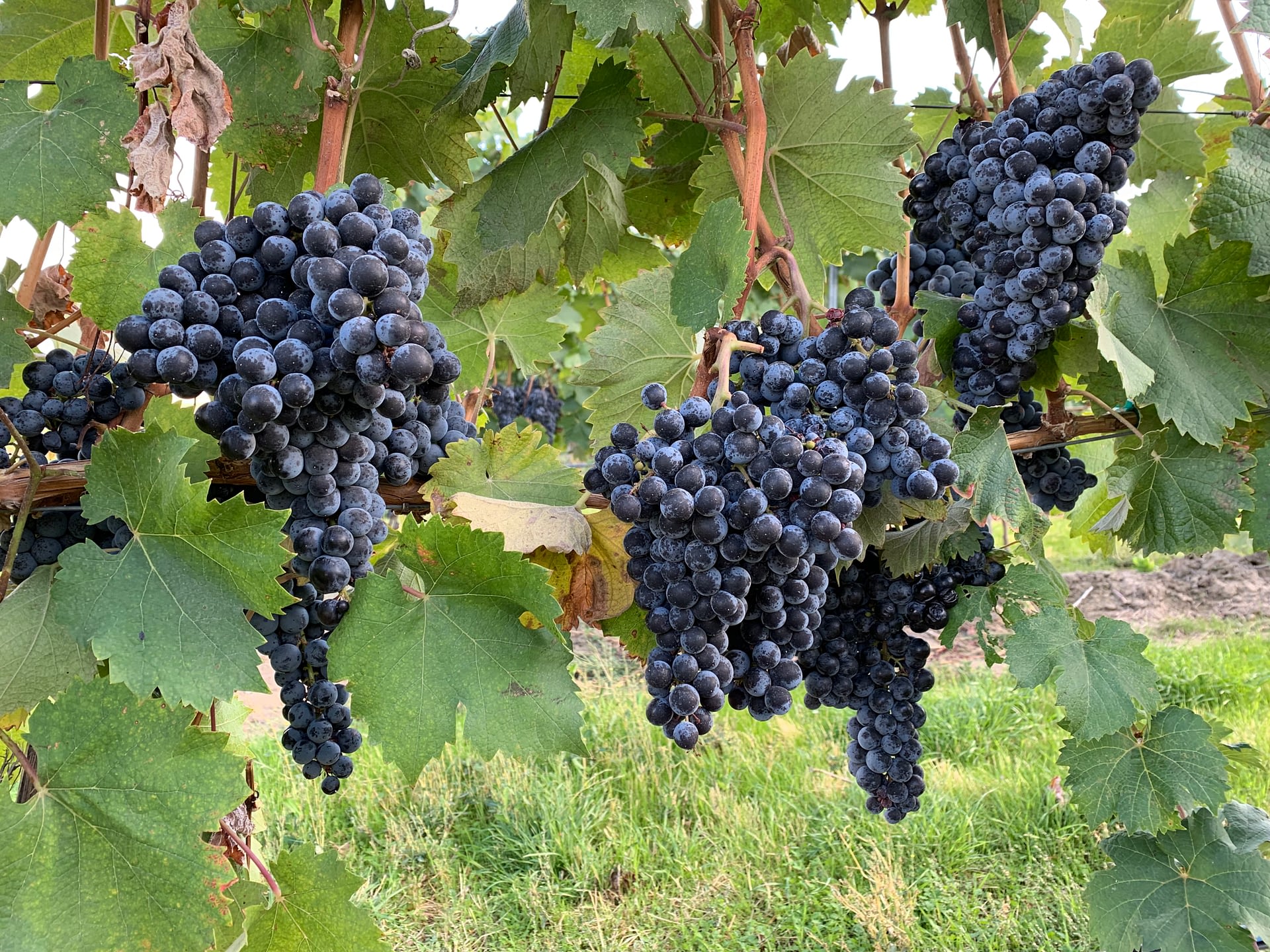 Wine Grapes at the vineyards of Zerba Wine Cellars in Walla Walla Valley Milton-Freewater, Oregon