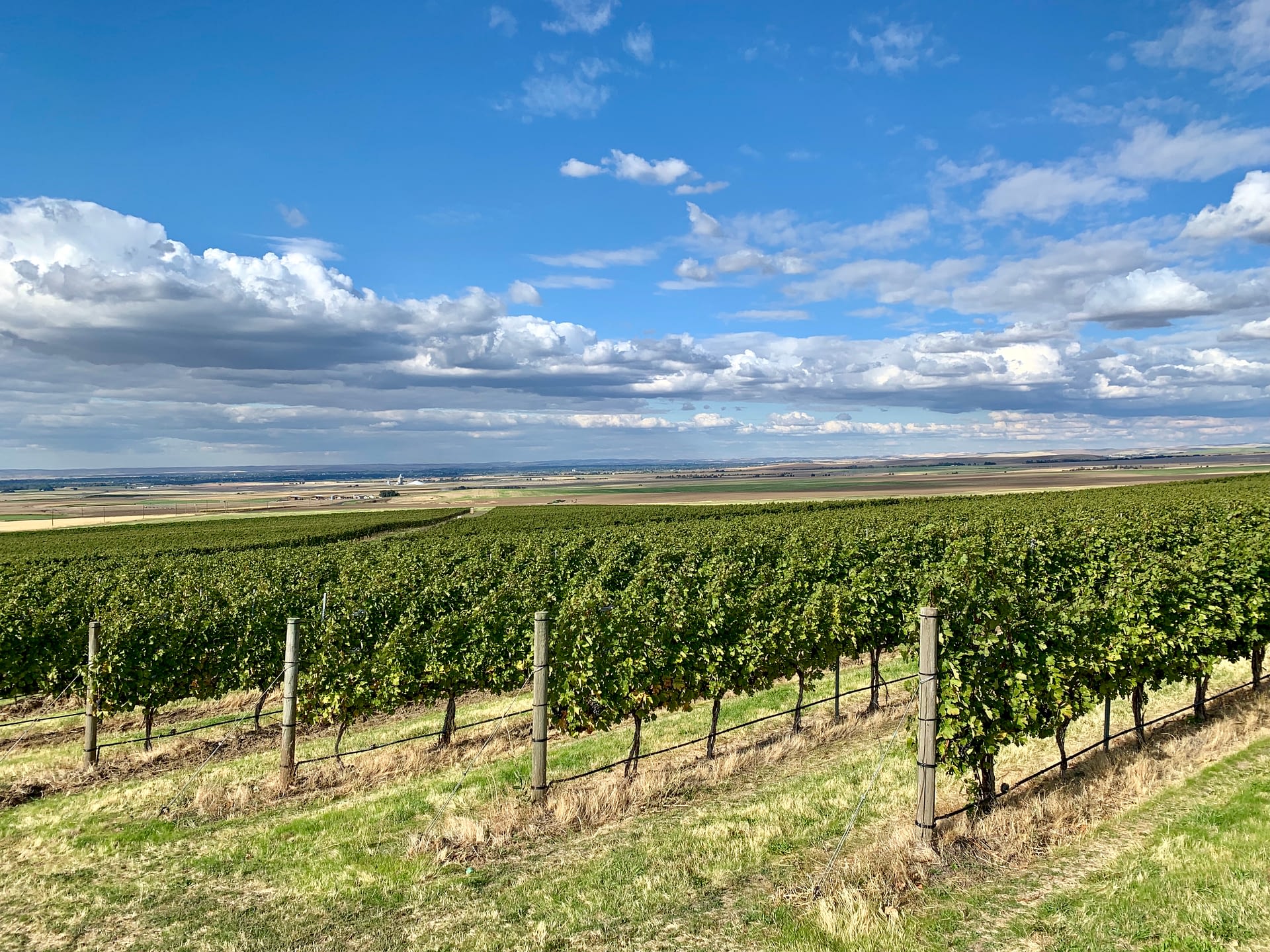 Vineyard grape rows of Zerba Wine Cellars in Walla Walla Valley Milton-Freewater, Oregon
